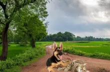 Rejestracja psów i kotów