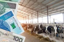 Dochody niemieckich rolników spadły o połowę. Prognozy na kolejny rok fatalne