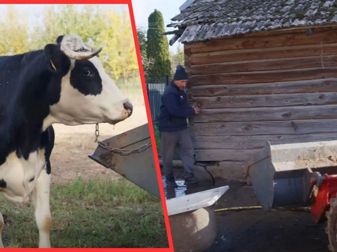 Andrzej z Rolnicy. Podlasie szokuje pojeniem krów. ”Wodę z gnojem dał”