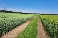 Rolnicy sięgają po płatności z tytułu ekoschematów chętniej, niż zakładano, a pula przewidzianych na nie pieniędzy w ramach Planu Strategicznego dla WPR 2023–2027 pozostaje niezmieniona