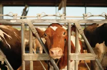 Najniższą średnią produkcję mleka od krowy miały Rumunia i Bułgaria.