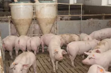 Pasze rzepakowe pod względem zawartości białka ustępują śrucie sojowej, jednak zawierają więcej aminokwasów siarkowych, metioniny z cystyną i lizyny, a także dostarczają tak potrzebnego zwierzętom włókna