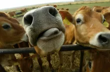 Po przechorowaniu bydło może stać się nosicielem wirusa, co prowadzi do zakażania kuczmanów i przenoszenia wirusa za ich pośrednictwem na inne zdrowe zwierzęta