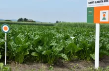 Problem burakochwastów rozwiązuje technologia CONVISO SMART, ale nie na zawsze. Można w niej z dużą skutecznością ograniczyć burakochwasty z wcześniej uprawianych odmian konwencjonalnych, ale wraz z materiałem siewnym (dostępne odmiany SMART to: Smart Modenta KWS, Smart Latoria KWS, Smart Gladiata KWS i Smart Perla KWS) możemy wprowadzić na pole burakochwasty z odpornością na herbicyd Conviso One