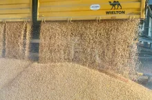 Jakie są ceny zbóż i rzepaku w Polsce?