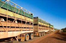 Transport bydła (zdjęcie poglądowe)