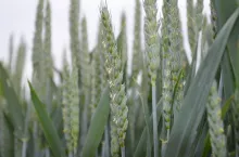 pszenica ozima, zboże