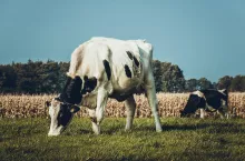 Dochody z nowego podatku, w pierwszych dwóch latach po wprowadzeniu, mają zostać zwrócone sektorowi rolnictwa za pośrednictwem dotacji wspierających zieloną transformację.