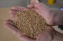 Jakie są ceny zbóż i rzepaku w Polsce?