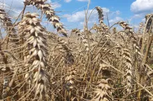 pszenica gotowa do zbior