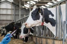 Dramat. Kolejne ognisko choroby niebieskiego języka w Polsce