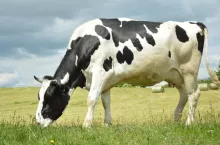 Ubezpieczenie zwierząt z dopłatą ARiMR. Ile będzie wynosić wsparcie?