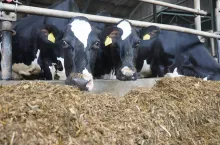 Tylko część pobranego przez krowę białka przechodzi bezpośrednio do mleka. Większość rozkładana jest przez mikroflorę żwacza do najcenniejszego białka – mikrobiologicznego. Dzieje się tak tylko wtedy, gdy mikroorganizmy mają dostęp energii pochodzącej z fermentacji żwaczowej