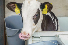 Elita Dobry Hodowca nr 6/2024