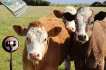 Państwowa spółka sprzedaje 15 krów do opasu. Jakie warunki zakupu?