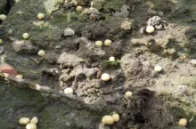 SAMSUNG DIGITAL CAMERA