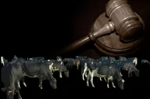 Rolnik walczył z byłą żoną o 47 krów. Jest wyrok sądu