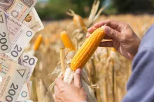 Rolnicy 3000 zł w plecy na kukurydzy. Opłacalność w rolnictwie tragiczna