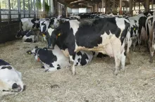 Brakowanie znacznie zwiększa koszty produkcji mleka, gdyż remont stada stanowi od 15 do 20% kosztów ogólnych ponoszonych na produkcję mleka