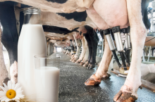 Niedobór mleka w Polsce? To już foliarstwo