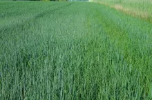 SAMSUNG DIGITAL CAMERA