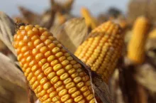 Odmiany z farmsaatu charakteryzują się ziarnem flint na dent