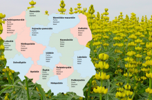 Łubin żółty: lista odmian zalecanych na sezon 2025