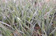 Nowa definicja przymrozków wiosennych. Więcej rolników dostanie odszkodowania