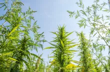 A low angle view of cannabis sativa leaves in the blue sky background