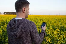 Telefon komórkowy smartfon rzepak kwitnący