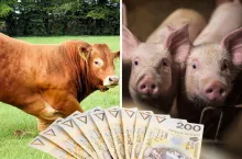 Rusza pomoc de minimis dla rolników. Kto dostanie pieniądze z ARiMR jeszcze w grudniu?