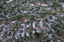 zimotrwałość, zima