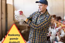 Ponad milion kur do wybicia. Rzekomy pomór drobiu szerzy się w Polsce