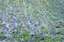 pole, uprawa, zboże, zima