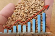 Pszenica i wykres pokazujący jej ceny