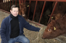 Hodowca podkreśla także, iż angusy są bydłem spokojnym, co ułatwia ich obsługę. Między innymi temperament bydła rasy limousine wyeliminował ją z zakupu.