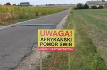 – W Wielkopolsce pierwsze trzy przypadki ASF u dzików pojawiły się pod koniec 2019 roku, a u świń w kwietniu 2020 roku. Od czasu wystąpienia wirusa 45% z ogólnej liczby 5062 gospodarstw trzody chlewnej w Wielkopolsce znalazło się w strefach czerwonej i różowej – mówił Piotr Polok.