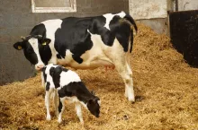 Duży odsetek krów w pierwszym dniu po porodzie wykazuje podniesioną ciepłotę ciała, dlatego też tylko codzienne mierzenie temperatury pozwala wychwycić sztuki zagrożone schorzeniami