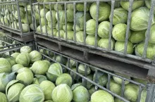 Zbiór kapusty białej