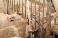 W diagnostyce chorób bardzo ważne jest, żeby pobrać dużą liczbę próbek, aby wyniki były wiarygodne