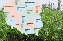 Łubin wąskolistny: lista odmian zalecanych na 2025 rok