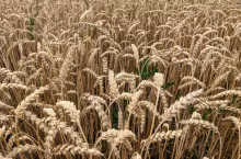 Zboże pszenica