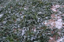 przemarzanie, wymrożenia