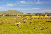 Canola fields shine alongside paddock of sheep on a clear sunny day near Smeaton in the Victorian goldfields, Australia
