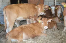 bydlo limousine, hodowla bydla miesnego, miesne krowy, jalowki,