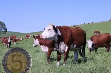 Rolnicy walczą o dopłaty do bydła dla aktywnych hodowców. Co na to Siekierski?