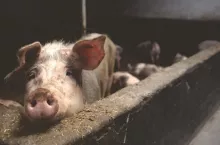 Wykrycie zakażenia u trzody chlewnej pokazuje również, że wirus grypy ptaków może przenieść się na kolejny gatunek zwierząt