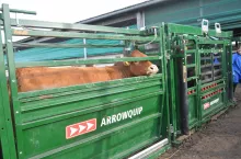 Więzienie dla rolnika za użycie pastucha i poskromu?