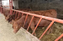 Jakie są ceny byków, krów i jałówek w Polsce?