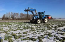 Siarka została zaaplikowana na platacji przed nawożeniem azotowym